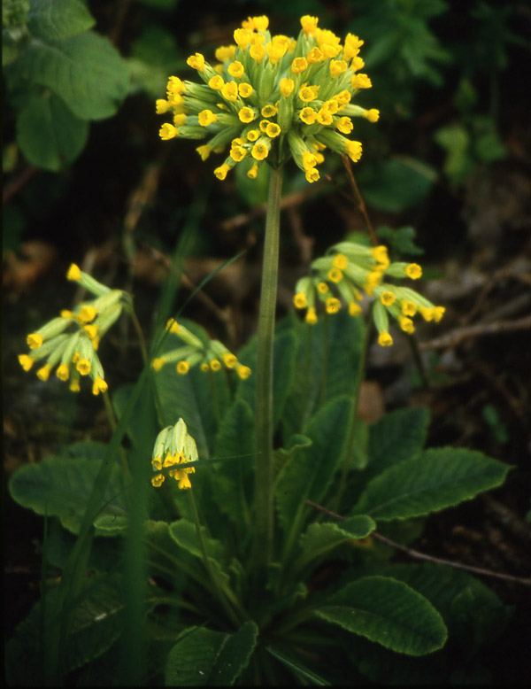 Fiori del Trentino